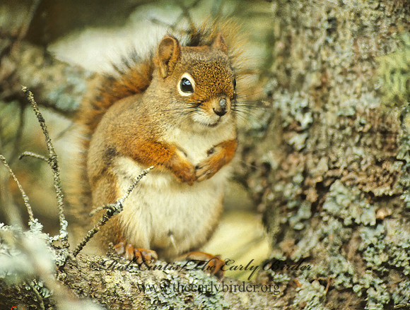 Tamiasciurus hudsonicus  AMERICAN RED SQUIRREL  5818 z