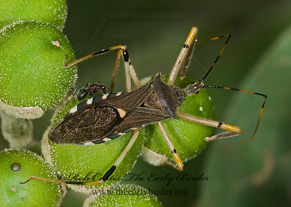 Zelus janus  ASSASSIN BUG 7005344z