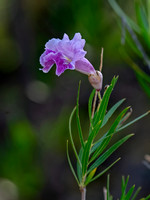 Chilopsis linearis  DESERT WILLOW 6040598z