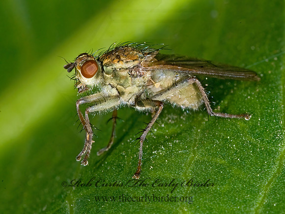 Scathophaga stercoraria  GOLDEN DUNG FLY 7009391z