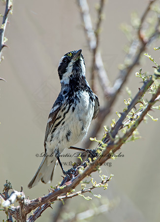 Setophaga nigrescens  BLACK-THROATED GRAY WARBLER 9056413z