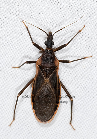 Triatoma rubida 6024632z