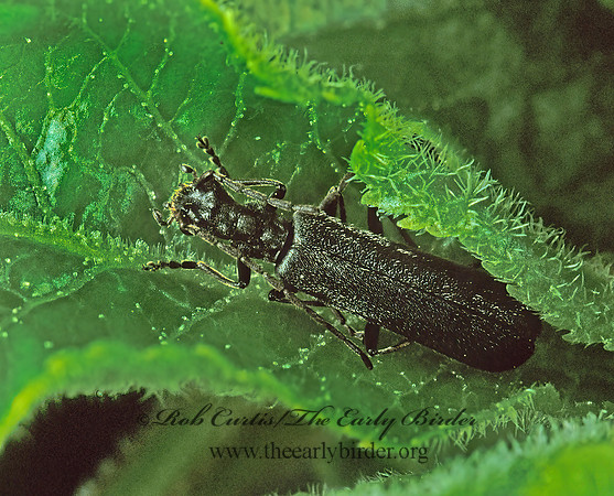 Calopus angustus 237202z
