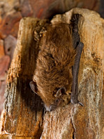 Eptesicus fuscus BIG BROWN BAT 8017059z