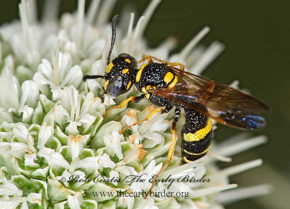 Philanthus gibbosus  BEEWOLF WASP 9003109z