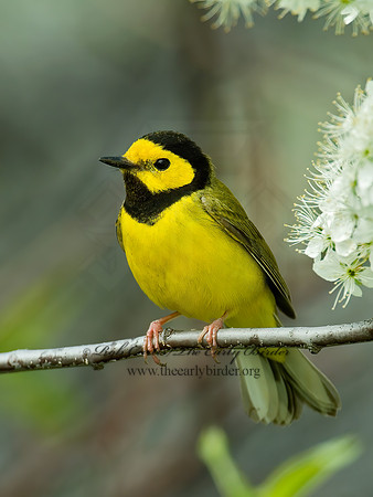 Setophaga citrina  HOODED WARBLER 4000468 z