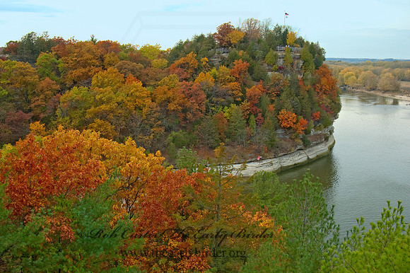 FALL FOREST SCENE 5016987z