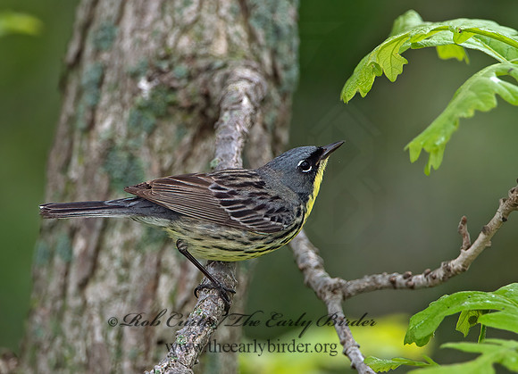 Setophaga kirtlandii  KIRTLAND'S WARBLER 9030485z