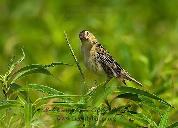 Dolichonyx oryzivorus  BOBOLINK 8005605z