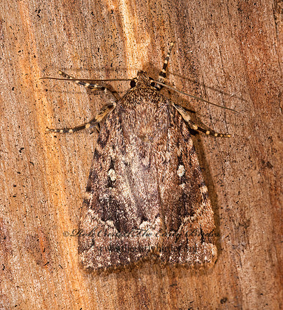 Amphipyra pyramidoides COPPER UNDERWING 9003573z