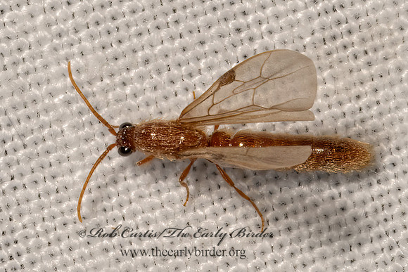Neivamyrmex melshaemeri  ARMY ANT 3032098z