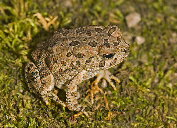 Anaxyrus fowleri  FOWLER'S TOAD  8016439  z