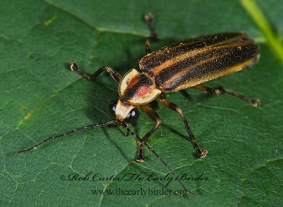 Photuris 8004740z