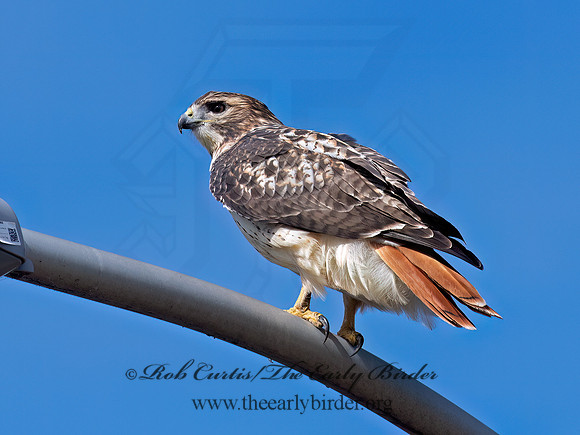 Buteo jamaicensis RED-TAILED HAWK 6041556z