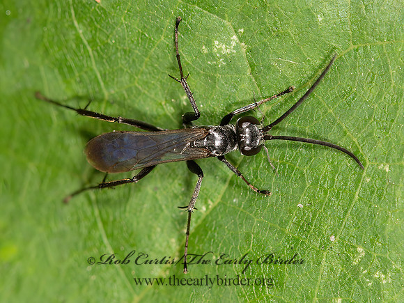Anoplius~  POMPILINI SPIDER WASP 9041302z