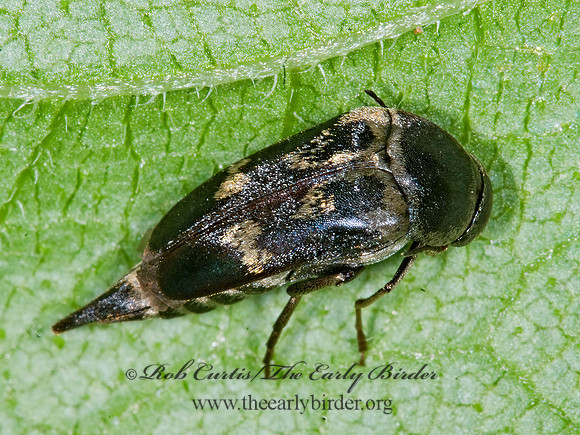 Glipa oculata 6008331z
