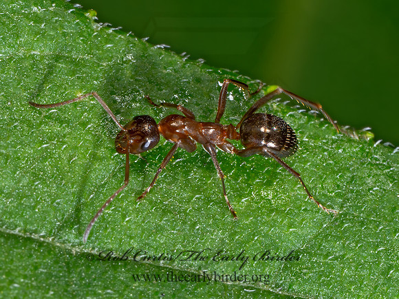 Formica pallidefulva complex FIELD ANT 9090324z
