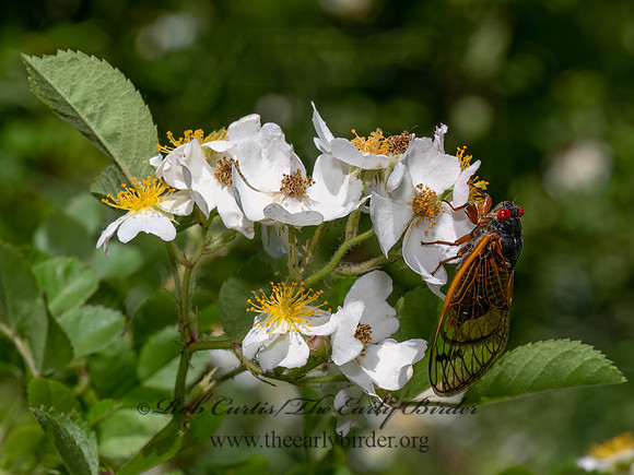 Magicicada cassinii CASSINI'S PERIODICAL CICADA 9088286 z