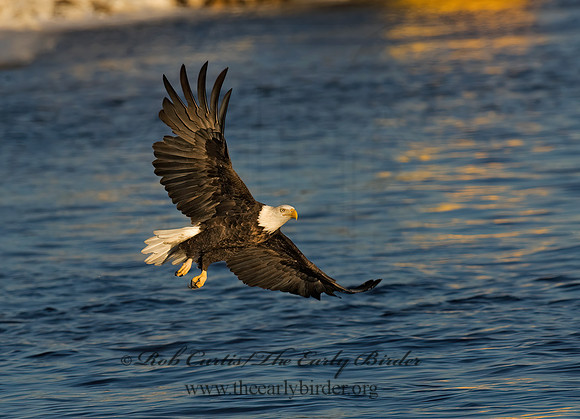Haliaeetus leucocephalus  BALD EAGLE 8009827z