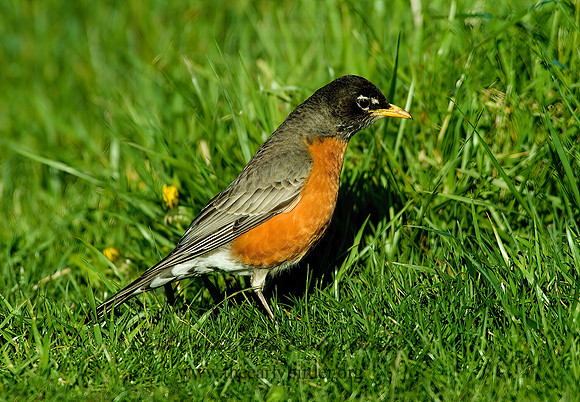 Turdus migratorius  AMERICAN ROBIN 4000150 z