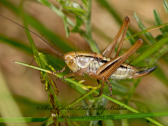 Metrioptera roeselii  ROESEL'S KATYDID 9032776z