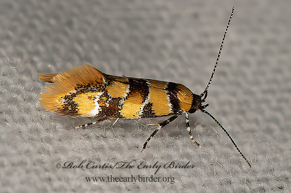 Decantha boreasella  RETICULATED DECANTHA  MOTH 9066411z