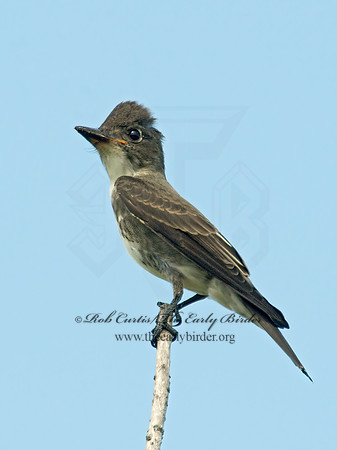 Contopus cooperi  OLIVE-SIDED FLYCATCHER 9003973z