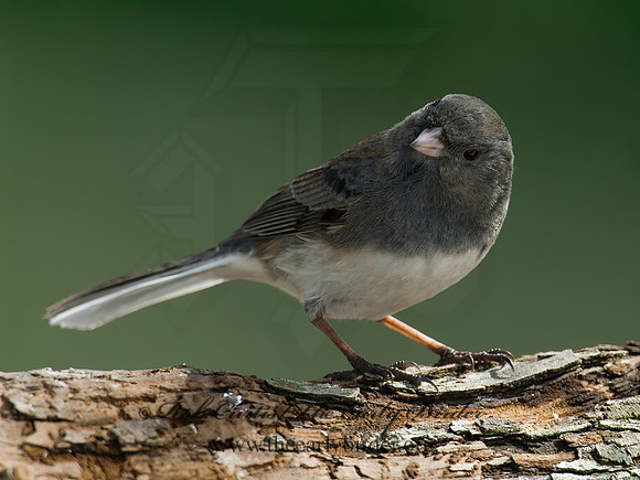 Junco hyemalis   DARK-EYED JUNCO 6001115 z