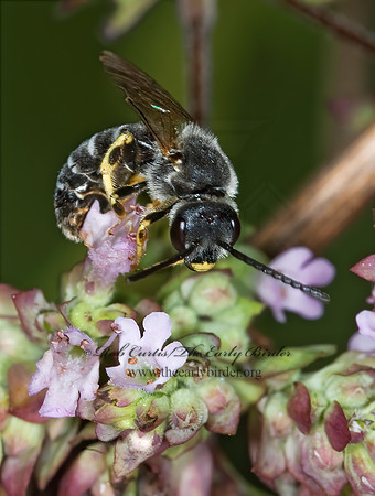 Halictus rubicundus 6011113 M z