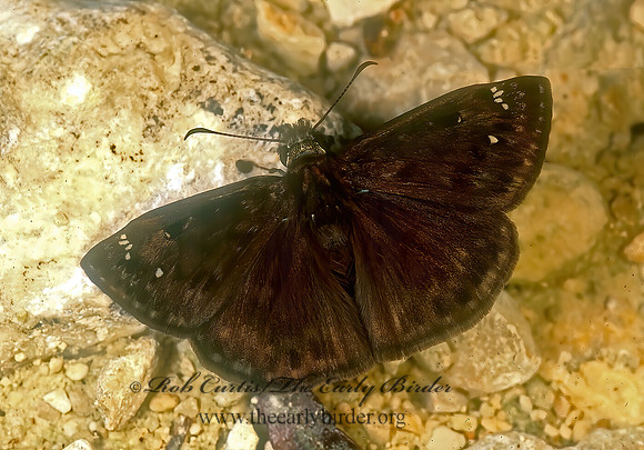 Erynnis zarucco  ZARUCCO DUSKYWING 168311z