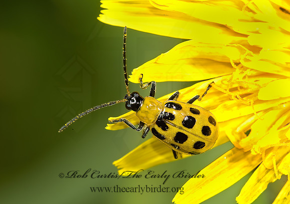 Diabrotica undecimpunctata  12-SPOTTED CUCUMBER BEETLE 5002889z