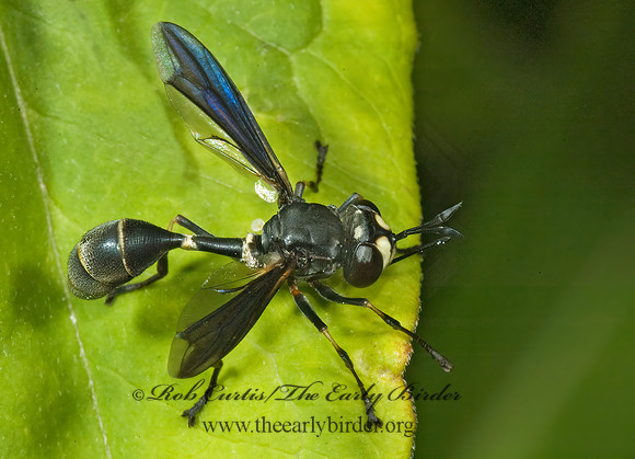Physocephala tibialis  THICK-HEADED FLY 5012033z