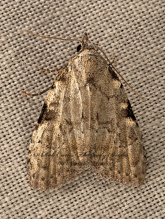 Meganola  NOLID MOTH 9050612z