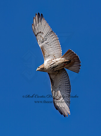 Buteo jamaicensis RED-TAILED HAWK 6041678z