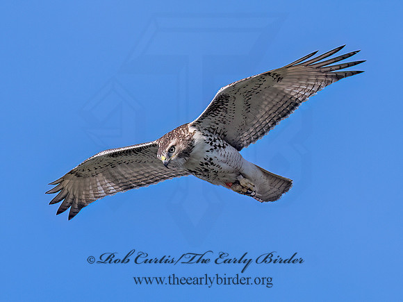 Buteo jamaicensis RED-TAILED HAWK 3047261 (1)