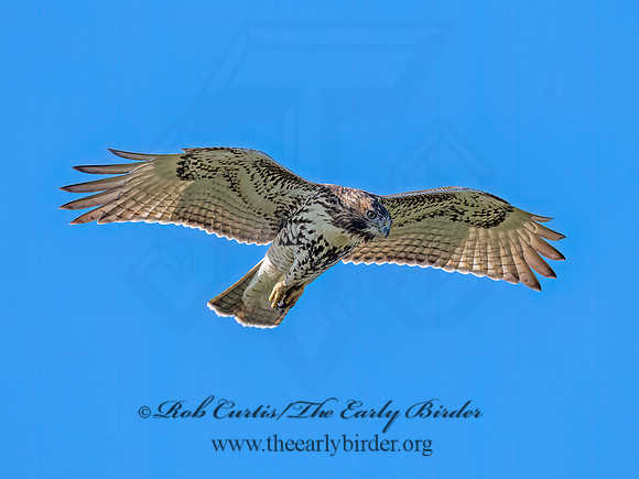 Buteo jamaicensis RED-TAILED HAWK 3047211 (1)