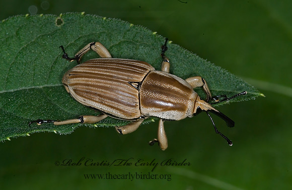Sphenophorus aequalis 6014052z