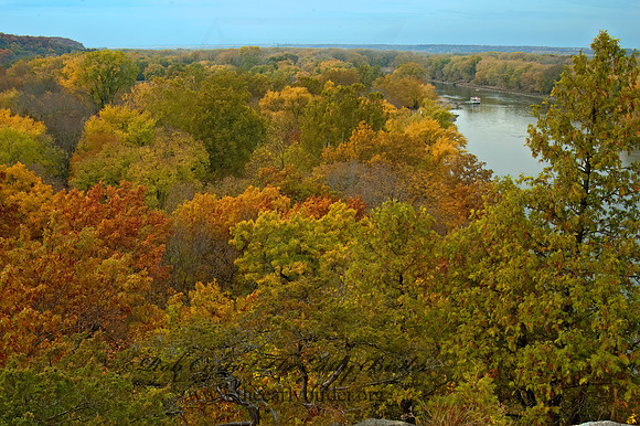 FALL FOREST SCENE 5016972z
