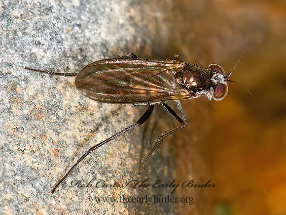 Rhaphium  LONG-LEGGED FLY 9032408z