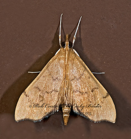 Sericoplaga externalis  PYRAUSTINAE CRAMBID MOTH 8008244z