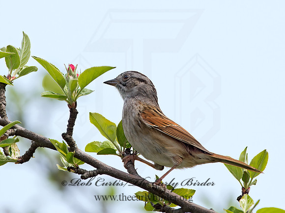 Melospiza georgiana  SWAMP SPARROW 9042938z