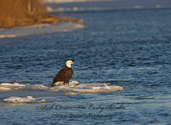 Haliaeetus leucocephalus  BALD EAGLE 8000787z
