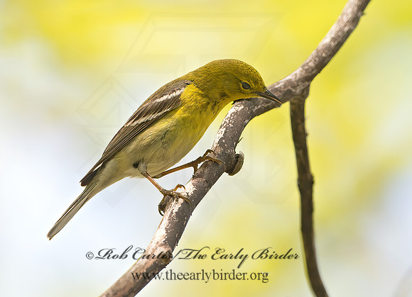 Setophaga pinus  PINE WARBLER 9045353z