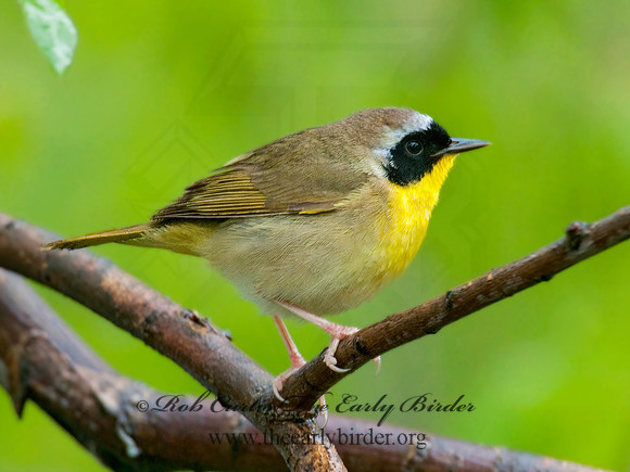 Geothylpis trichas  COMMON YELLOWTHROAT 3007908z