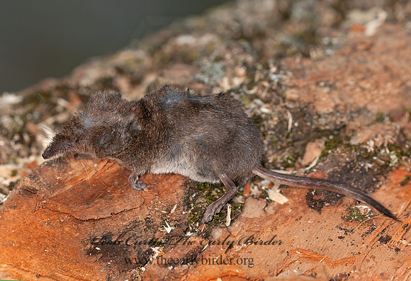 Sorex cinereus  MASKED SHREW 3016134z