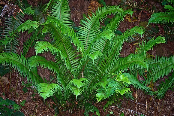 Polystichum munitum  WESTERN SWORD FERN 9059495z