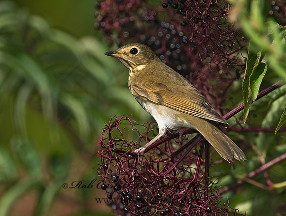 Catharus ustulatus  SWAINSON'S THRUSH 8018036z