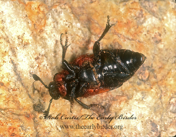 Nicrophorus defodiens 242505z