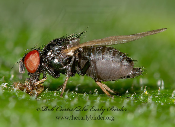 Lonchaea  LANCE FLY 9013587z