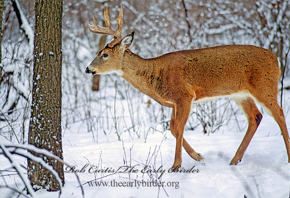 Odocoileus virginianus  WHITE-TAILED DEER 64412 z